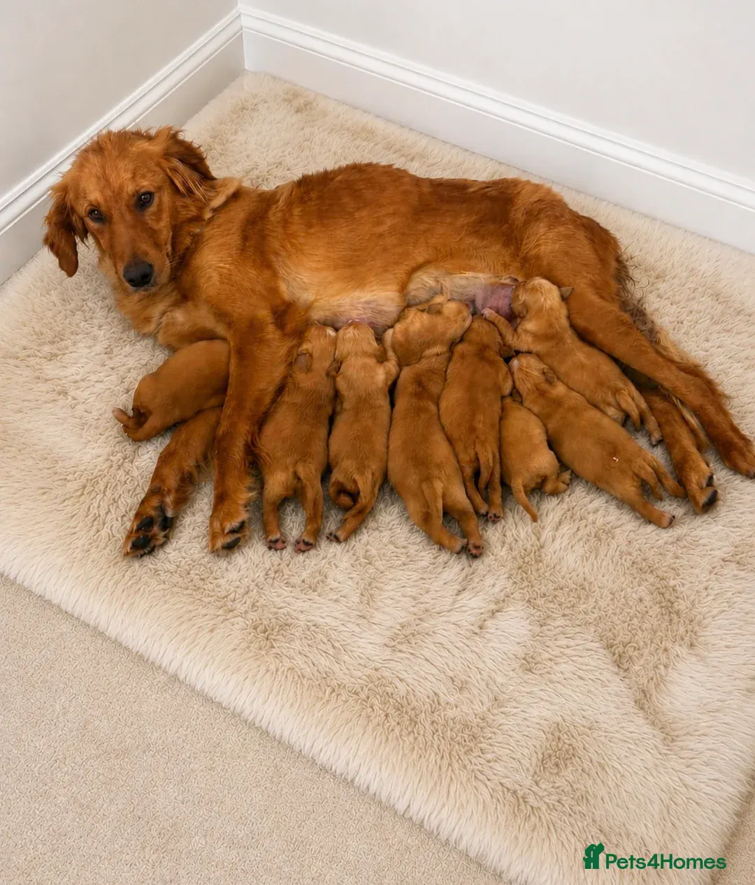 Golden Retriever mother calmly nursing her puppies at Broughton Breeding