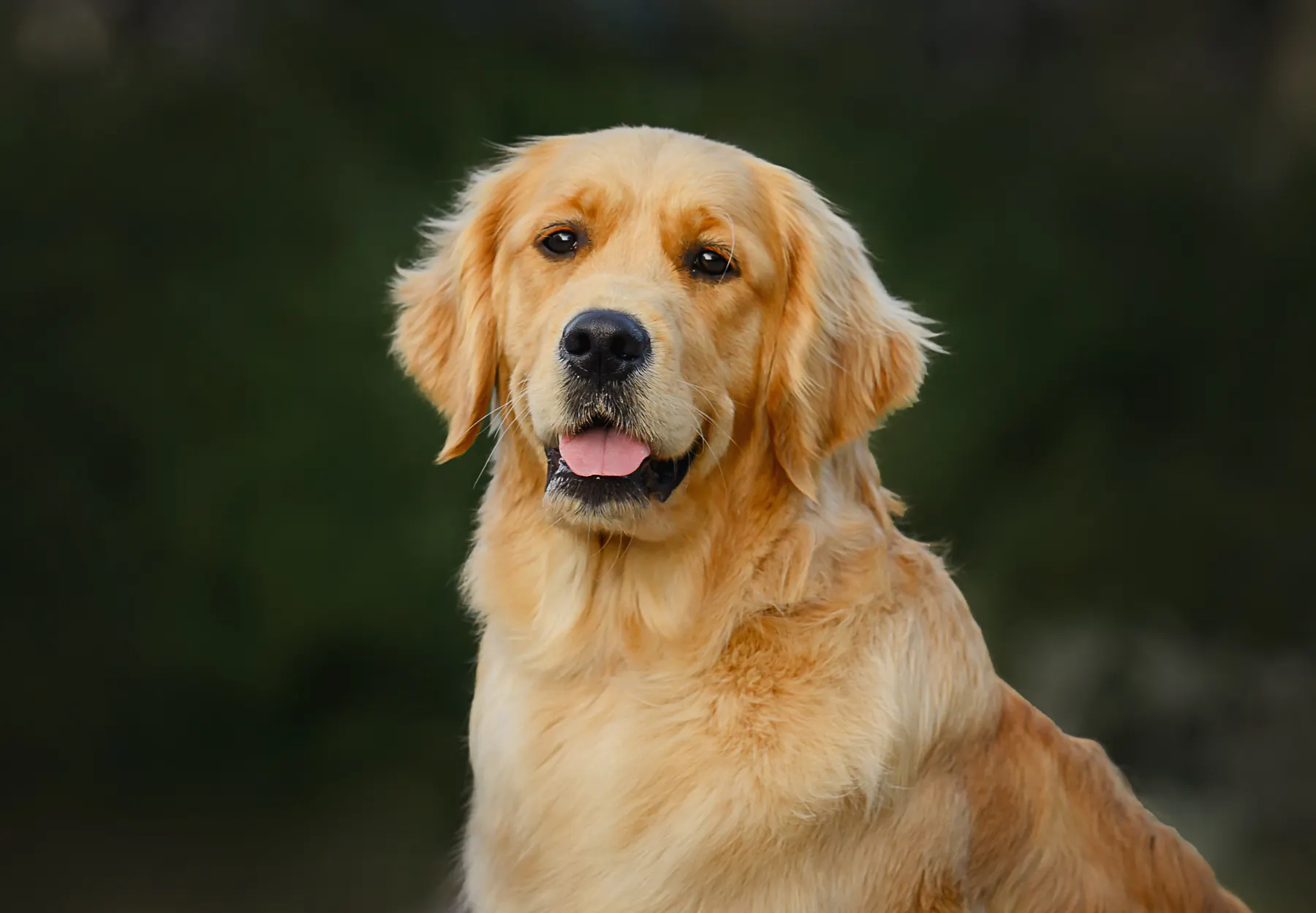 Close-up portrait of a Golden Retriever outdoors